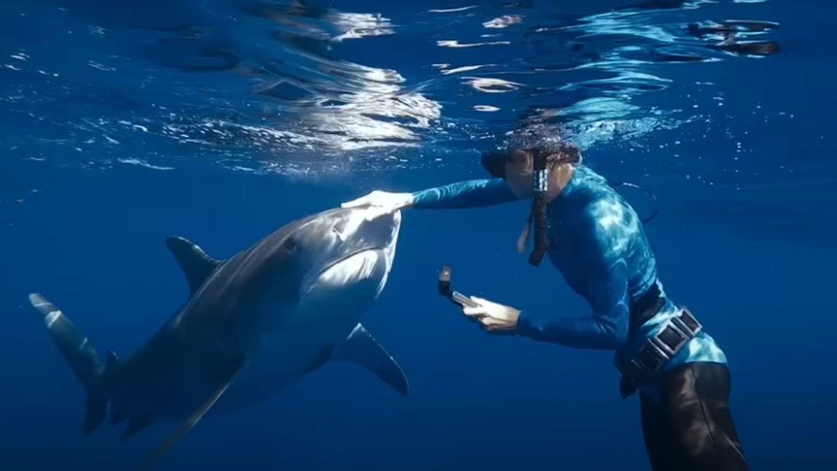 Îmblânzitoarea de rechini,Ocean Ramsey,Shark Whisperer