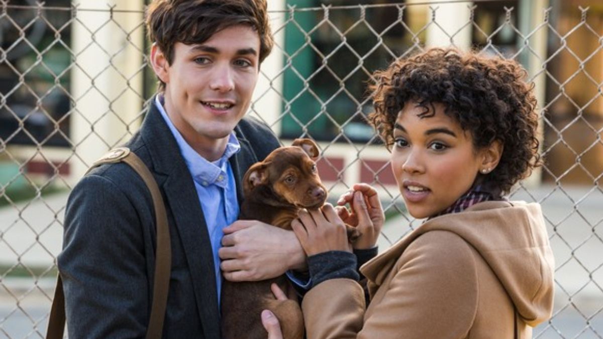 Drumul unui câine către casă