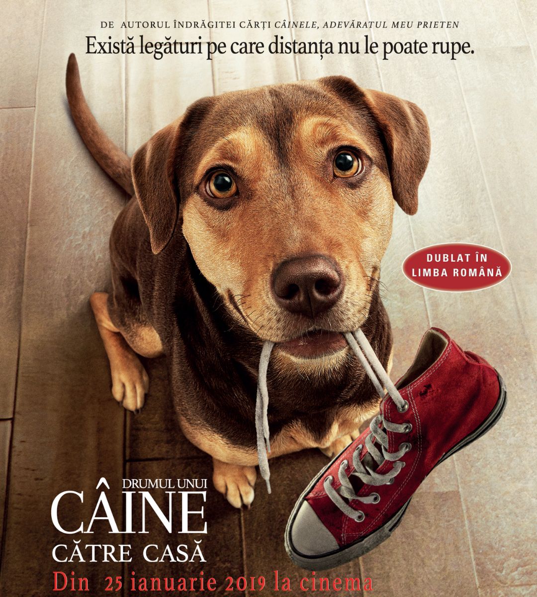 Drumul unui câine către casă