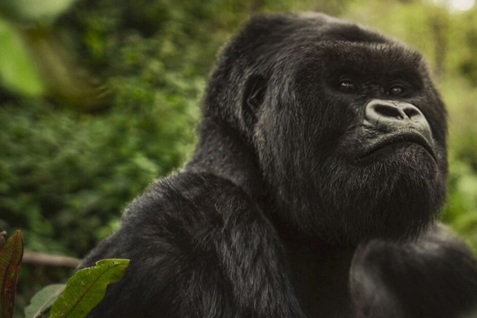 O poveste despre gorile