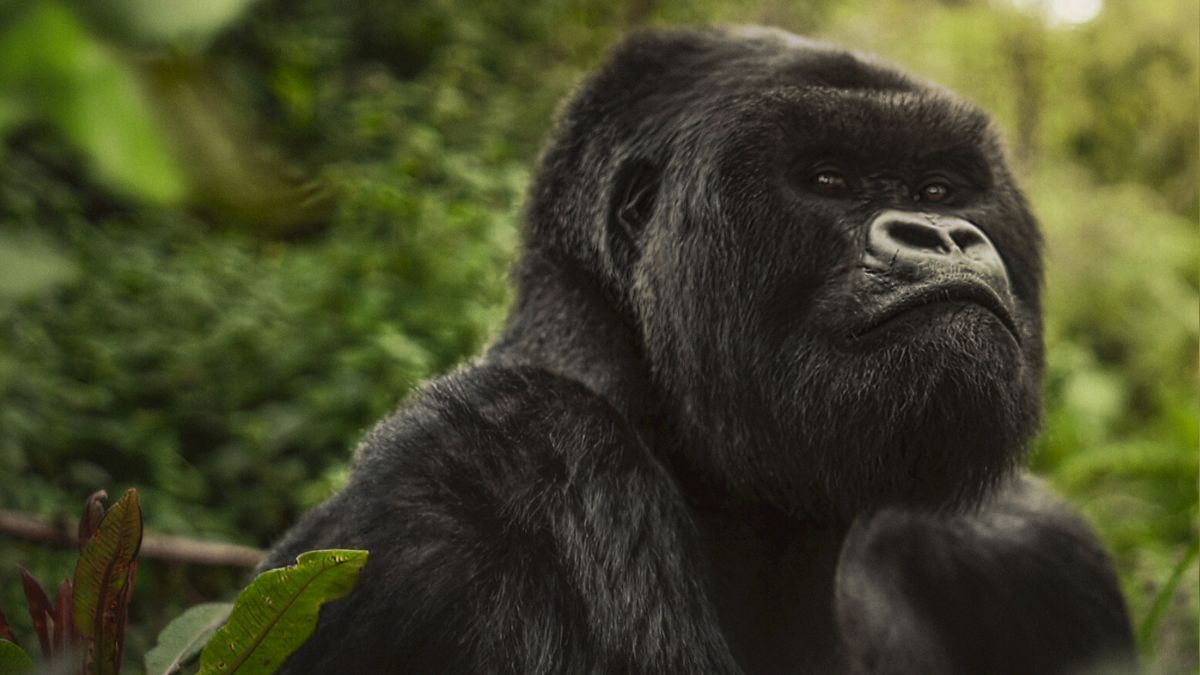 O poveste despre gorile